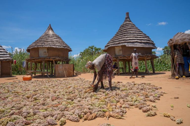 Seeds of Resilience: The Quiet Revolution in the Rwenzori Mountains